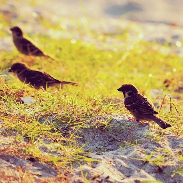Birds