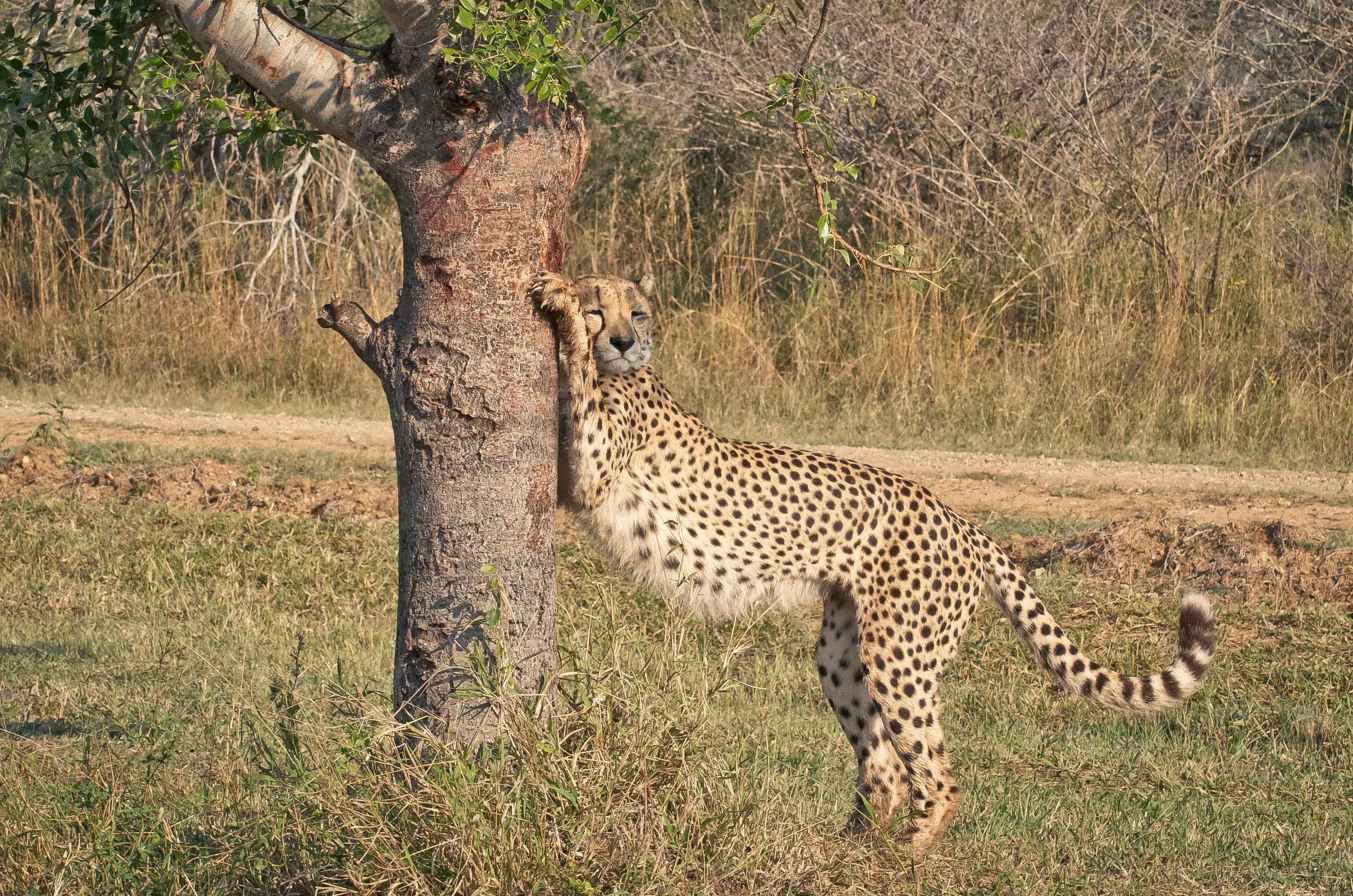 Cheetah