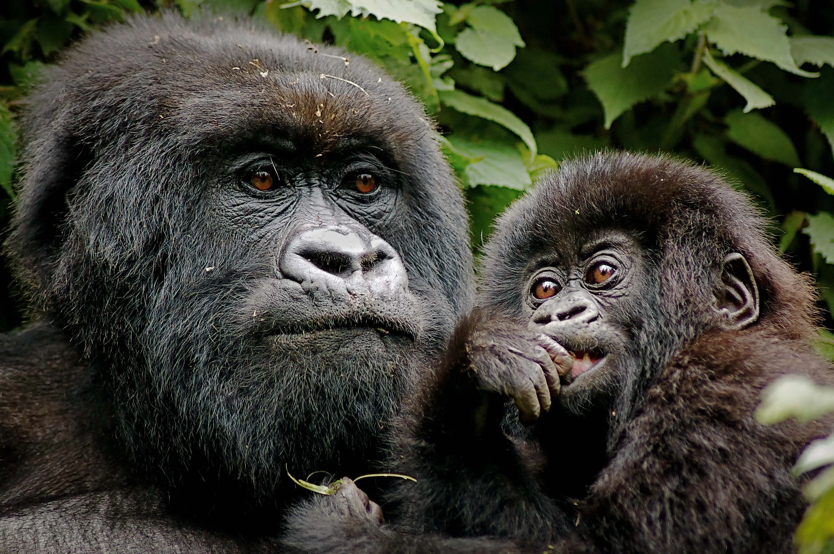 Gorilla