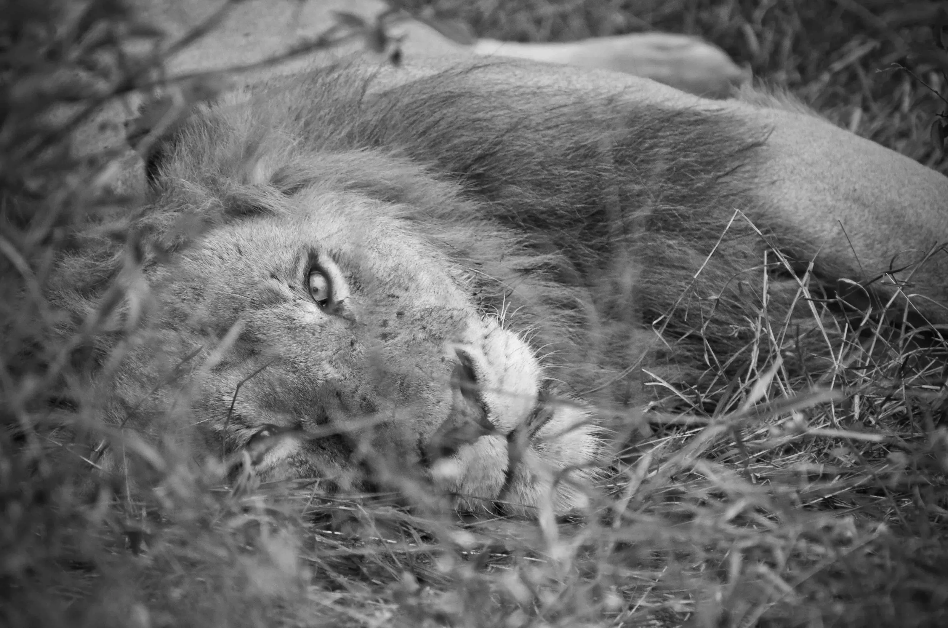 Lion