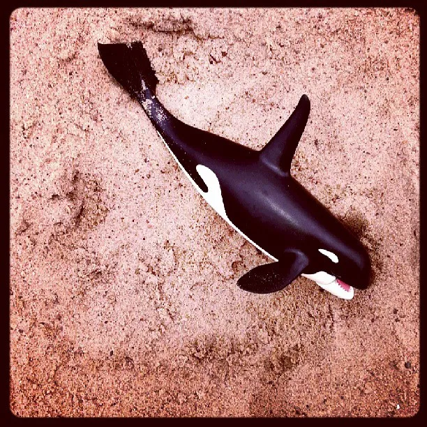 Shark