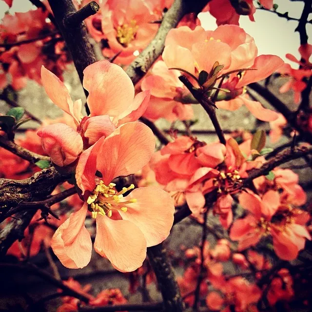 Instagram Friday 10: blossoms, lions and ladybirds