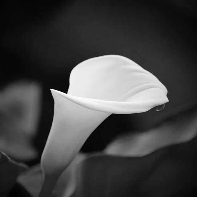 WhiteFlower