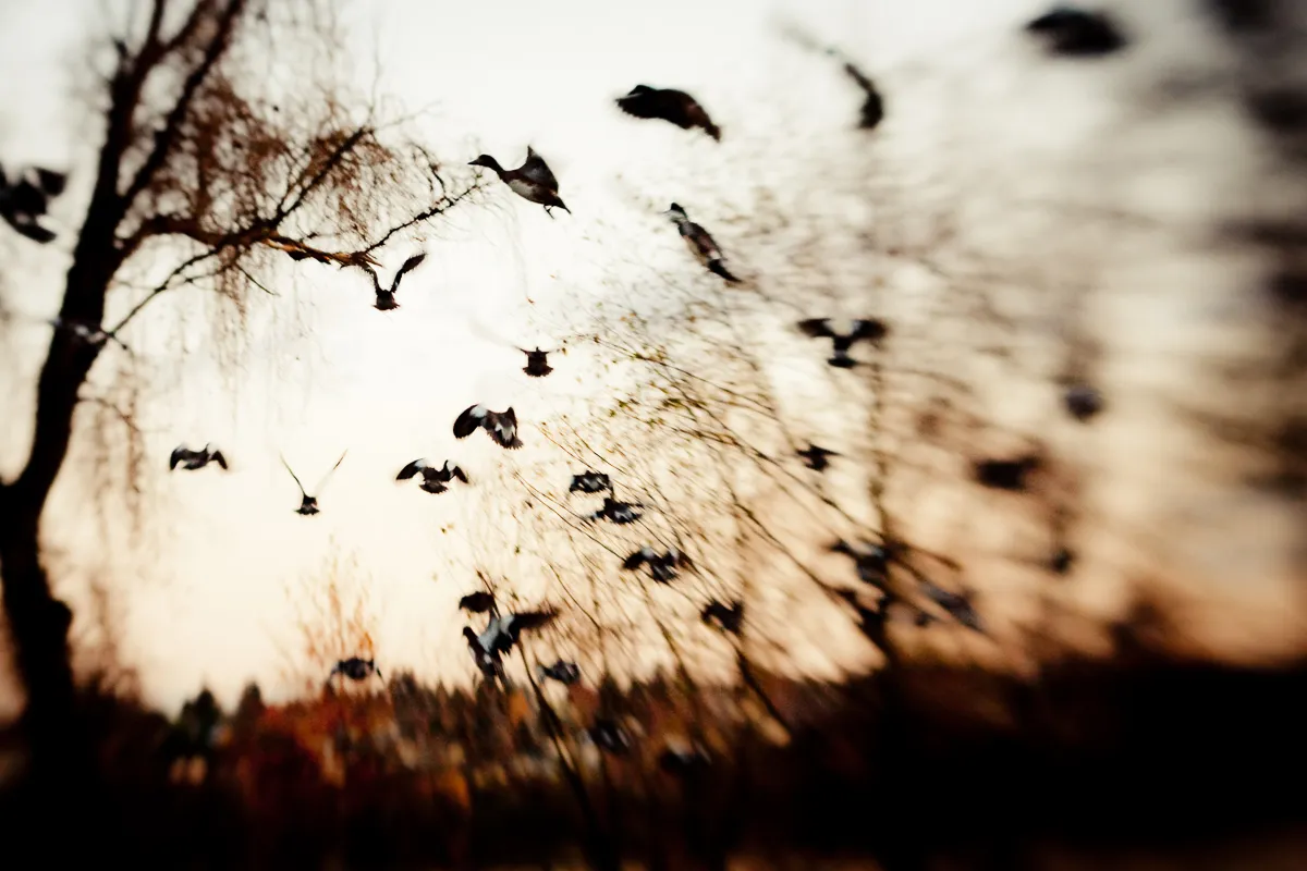 Birds