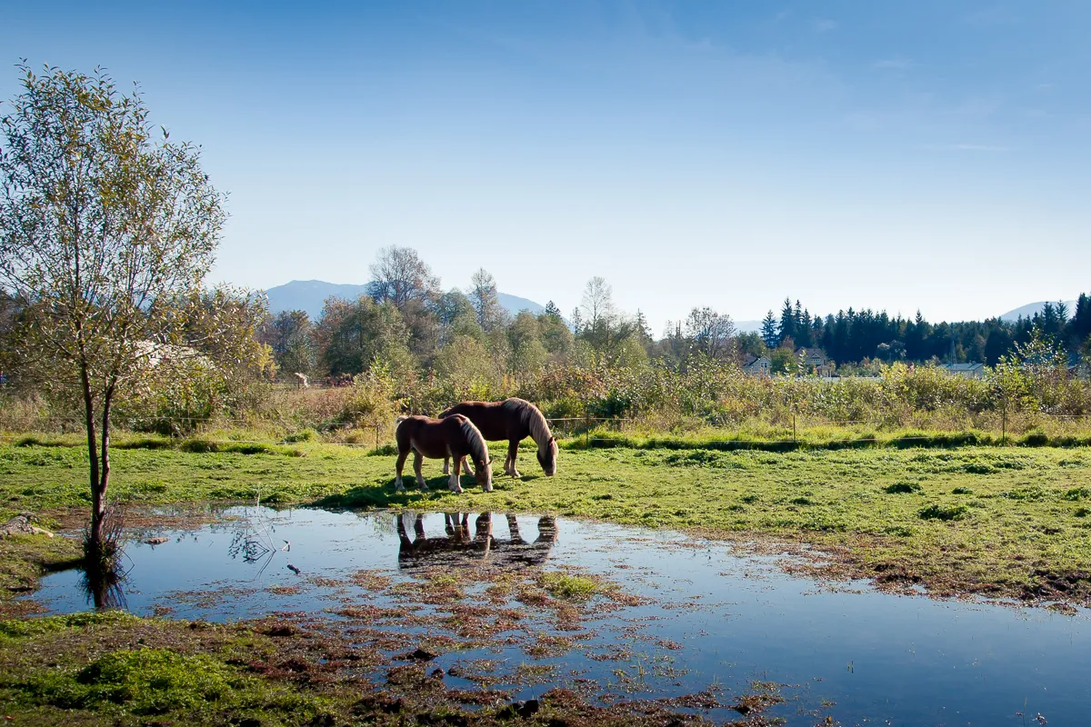 Horses