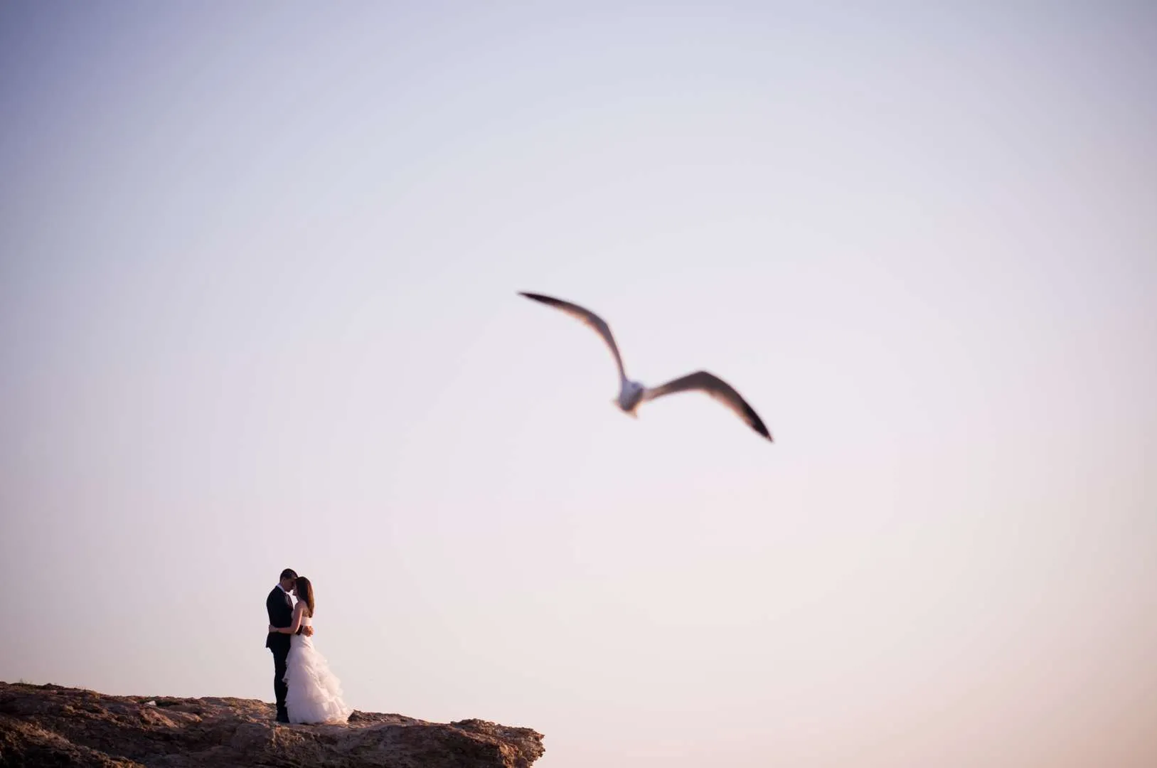 Gull