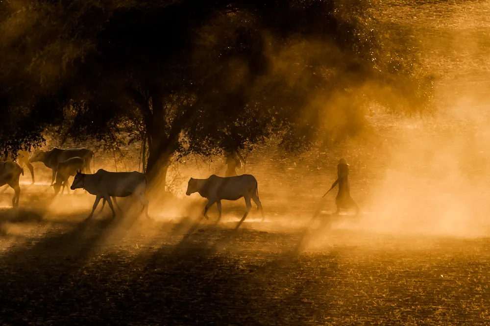 Cattle