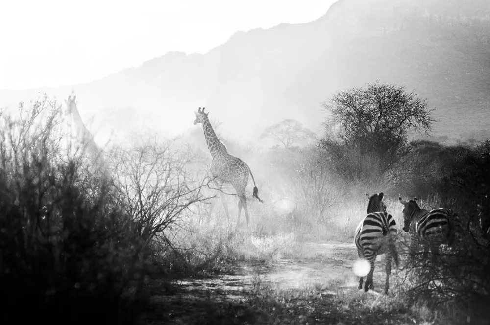 Giraffe