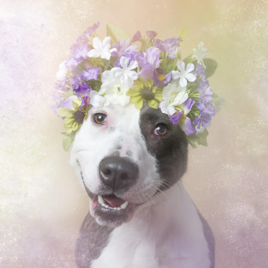 Interview with award-winning pet photographer, Sophie Gamand