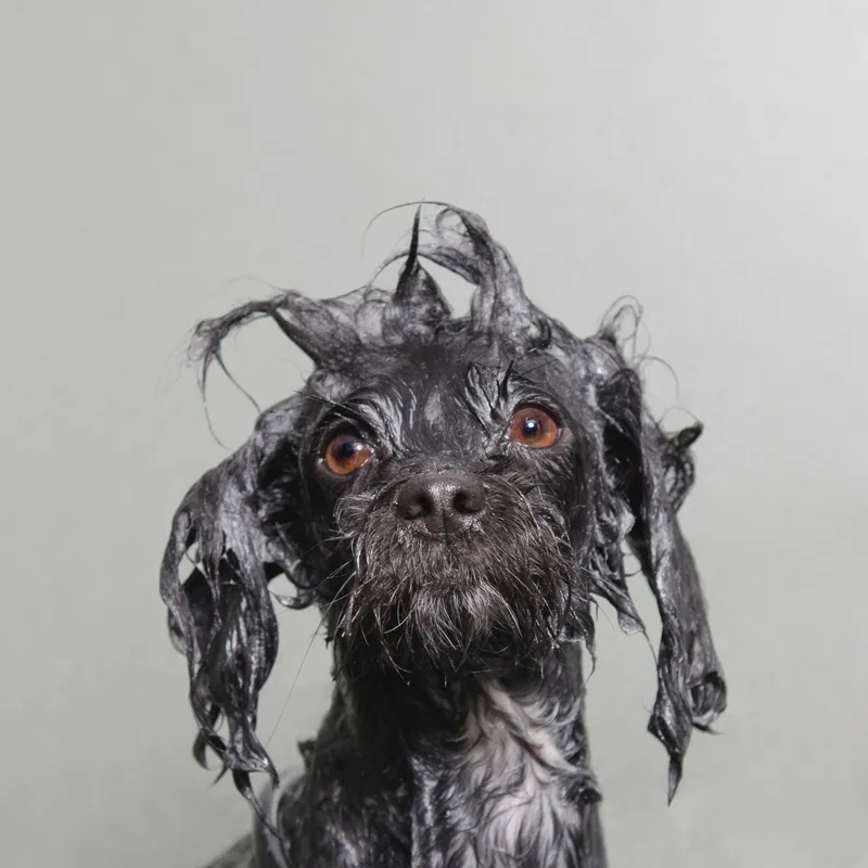 WetBlack