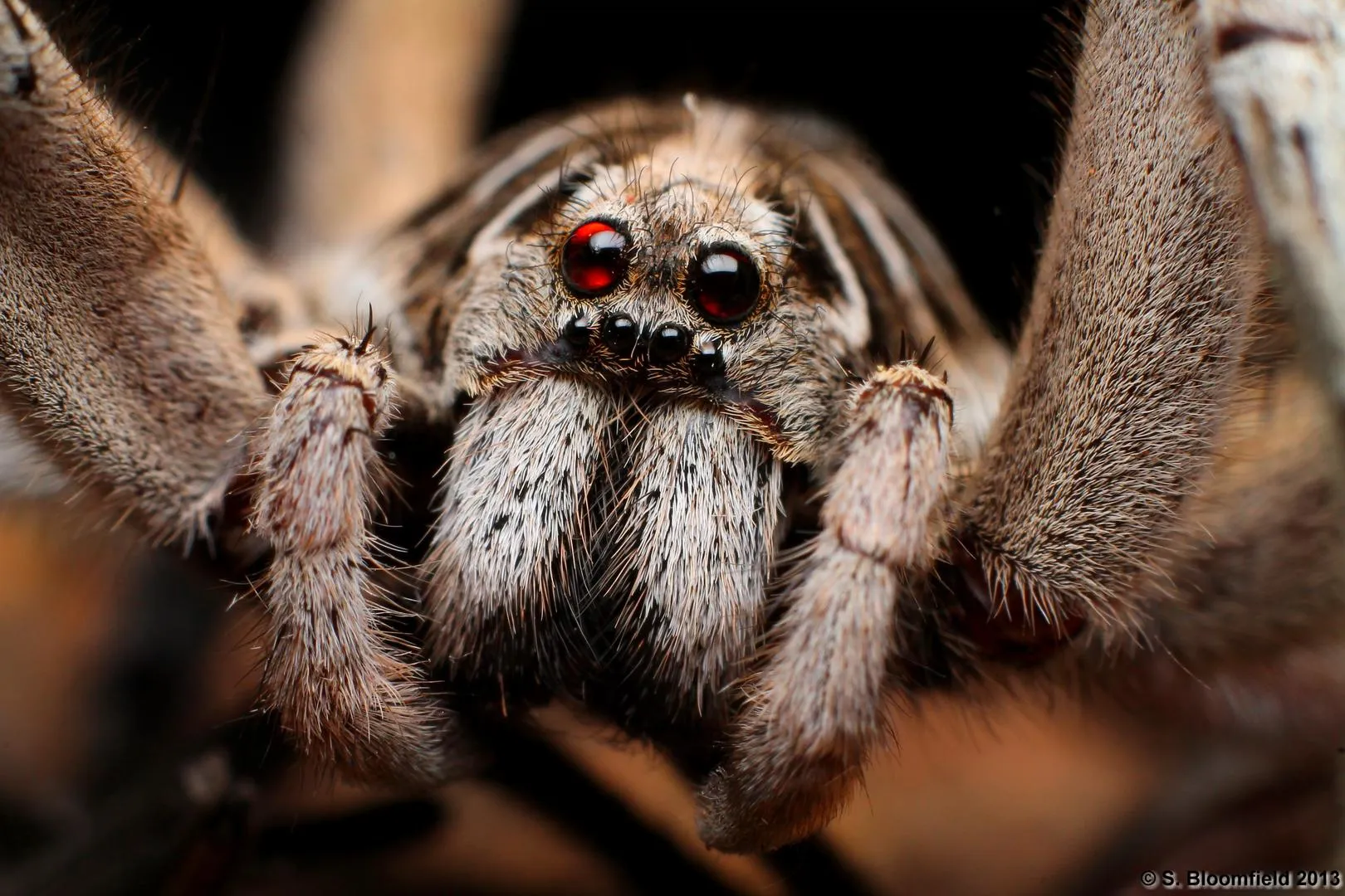 spider