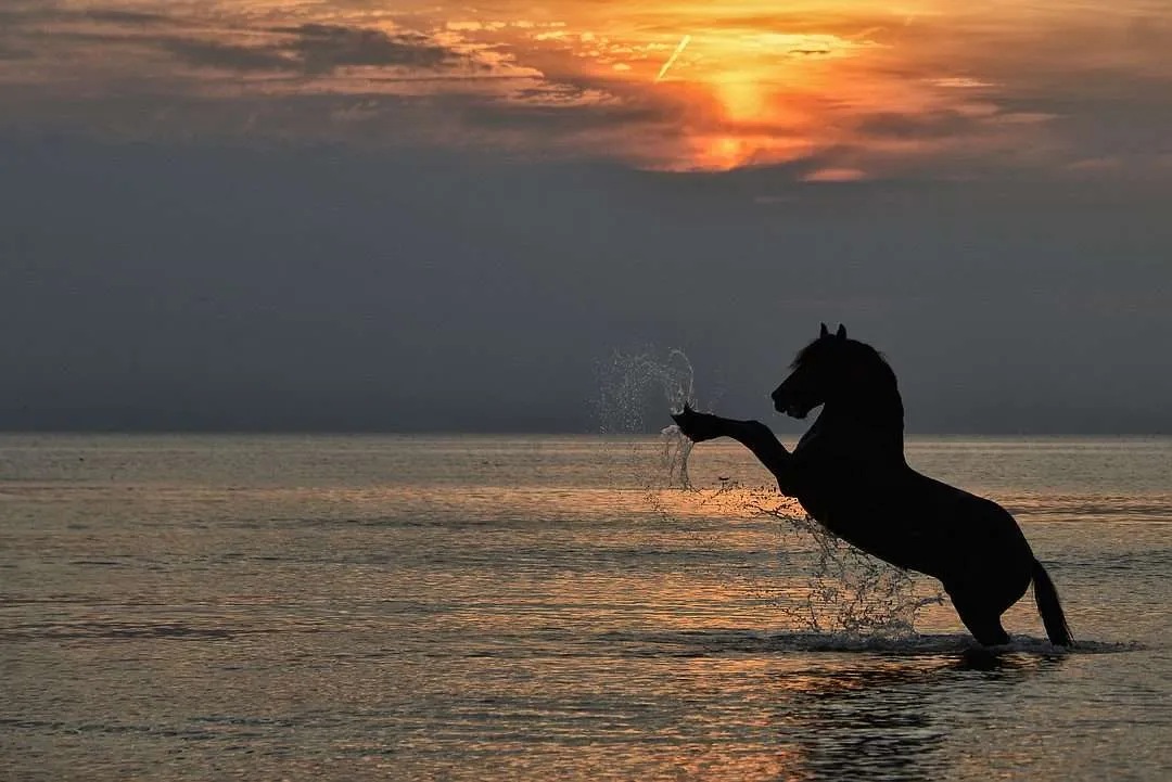 horse