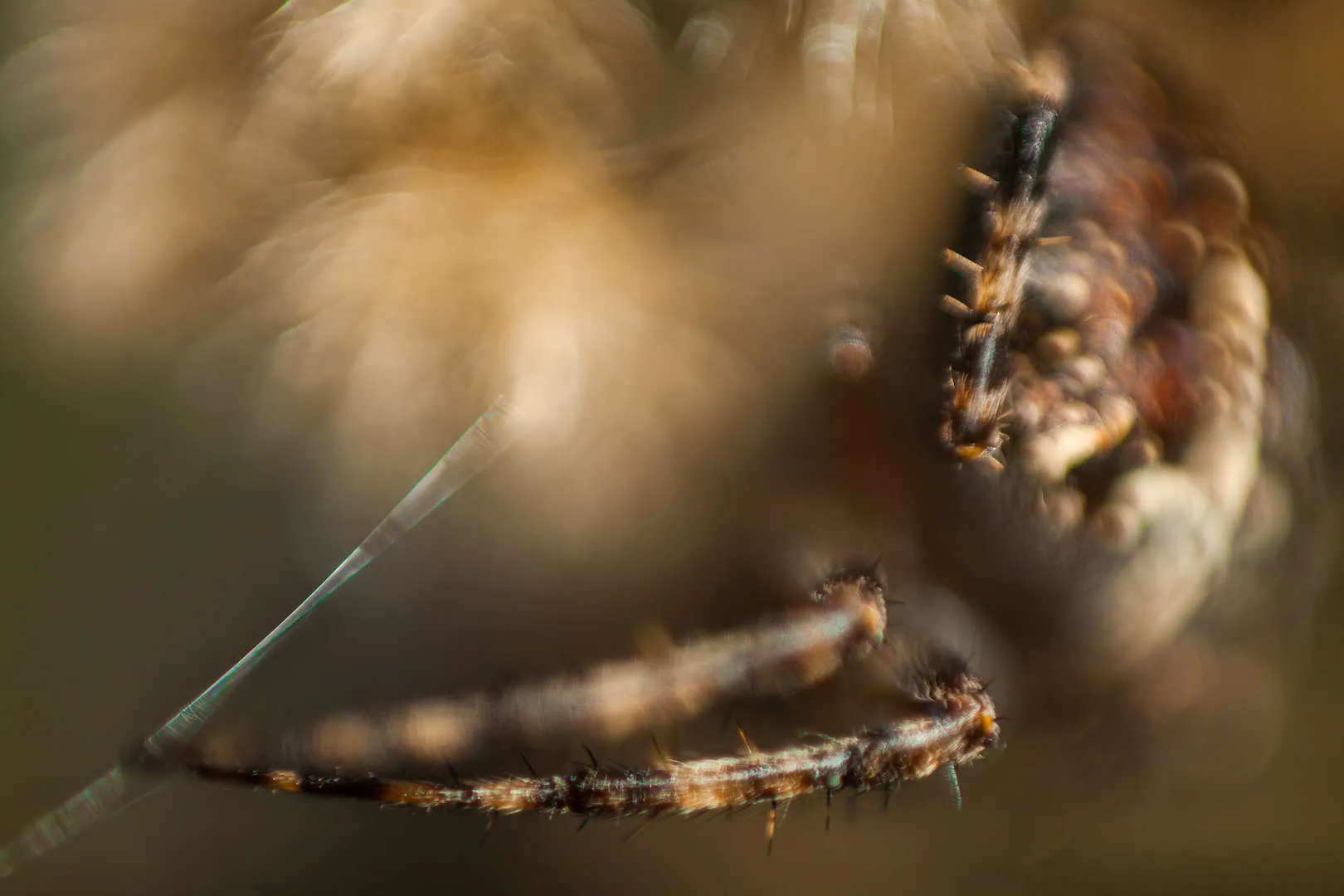 spider