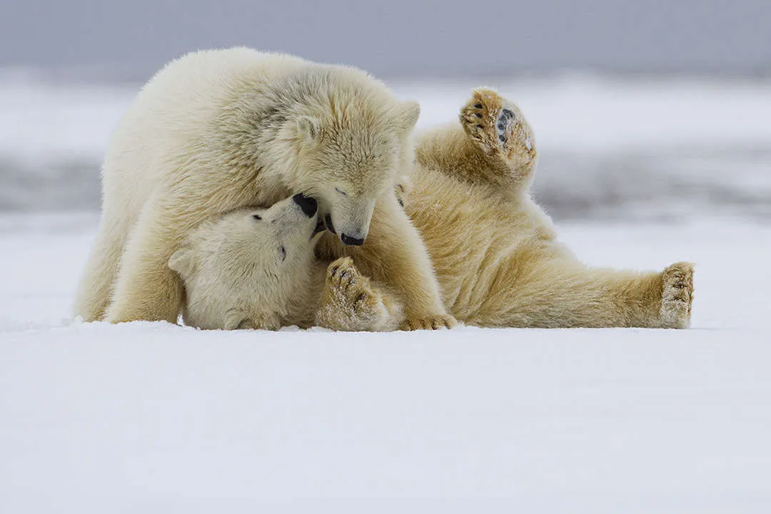 Behind the lens: Cubs, cats, armed men in hats!