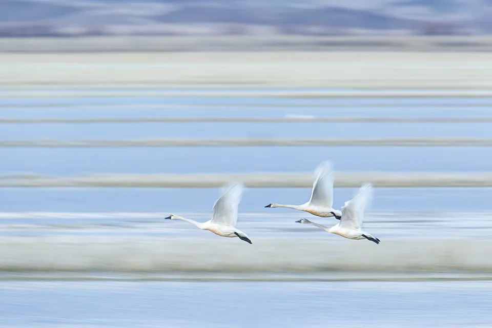 9 expert tips for great bird photography by Susan Dimock