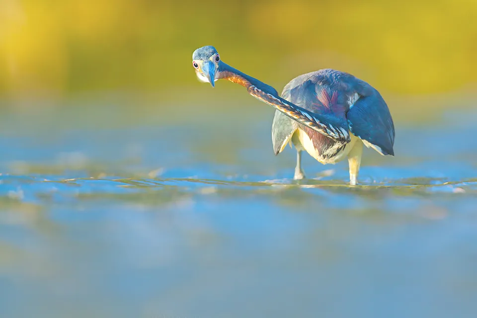 bird1