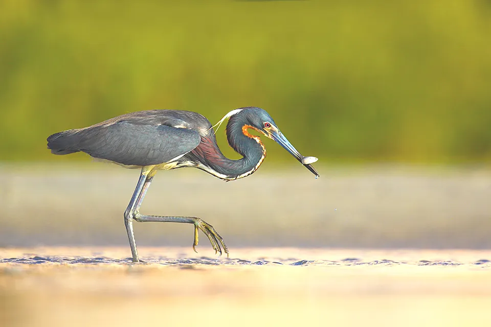 bird7