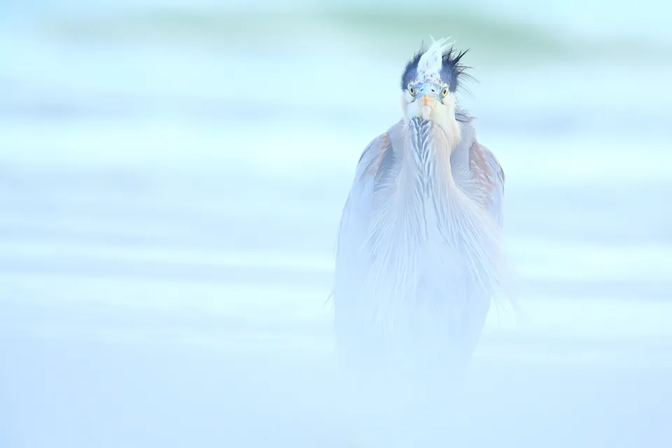 bird4
