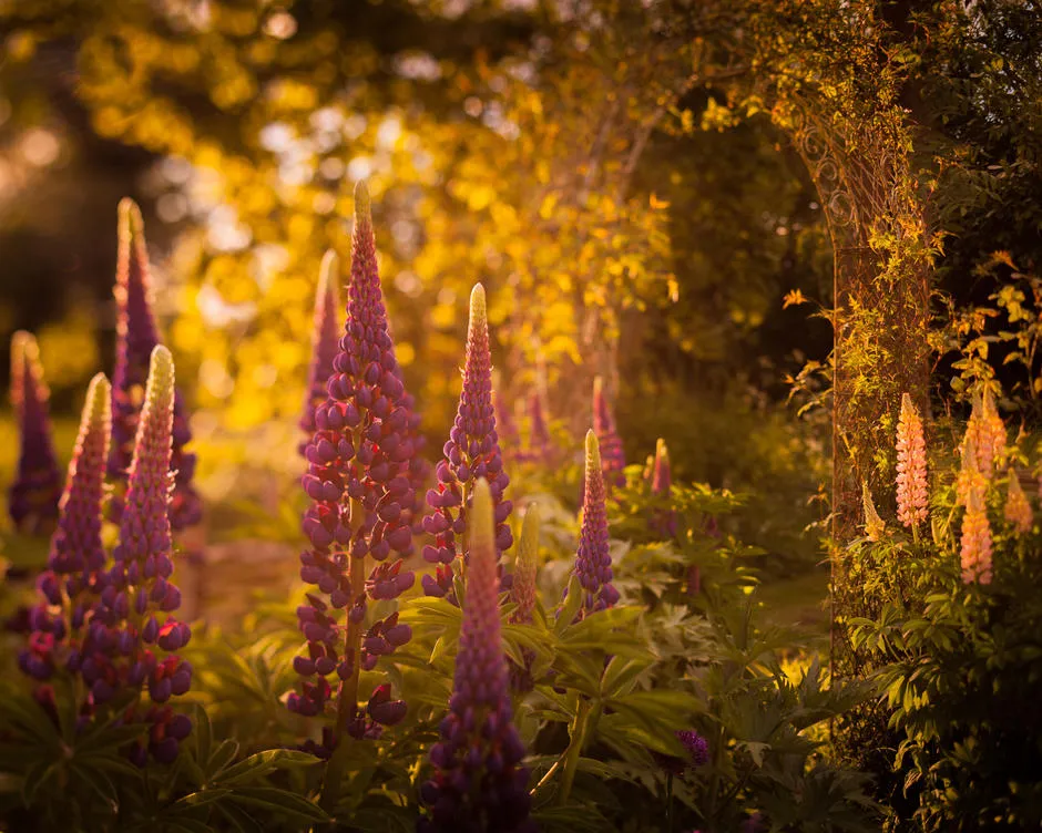 Behind the lens: Glow
