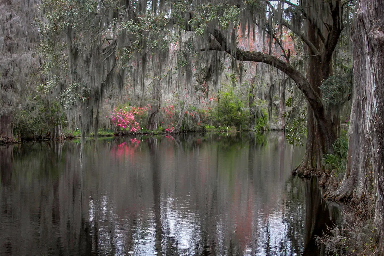 Swamp garden