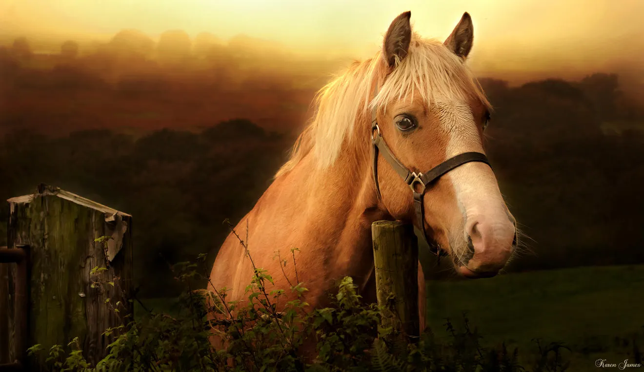 Horse on a Misty Morning in the Country
