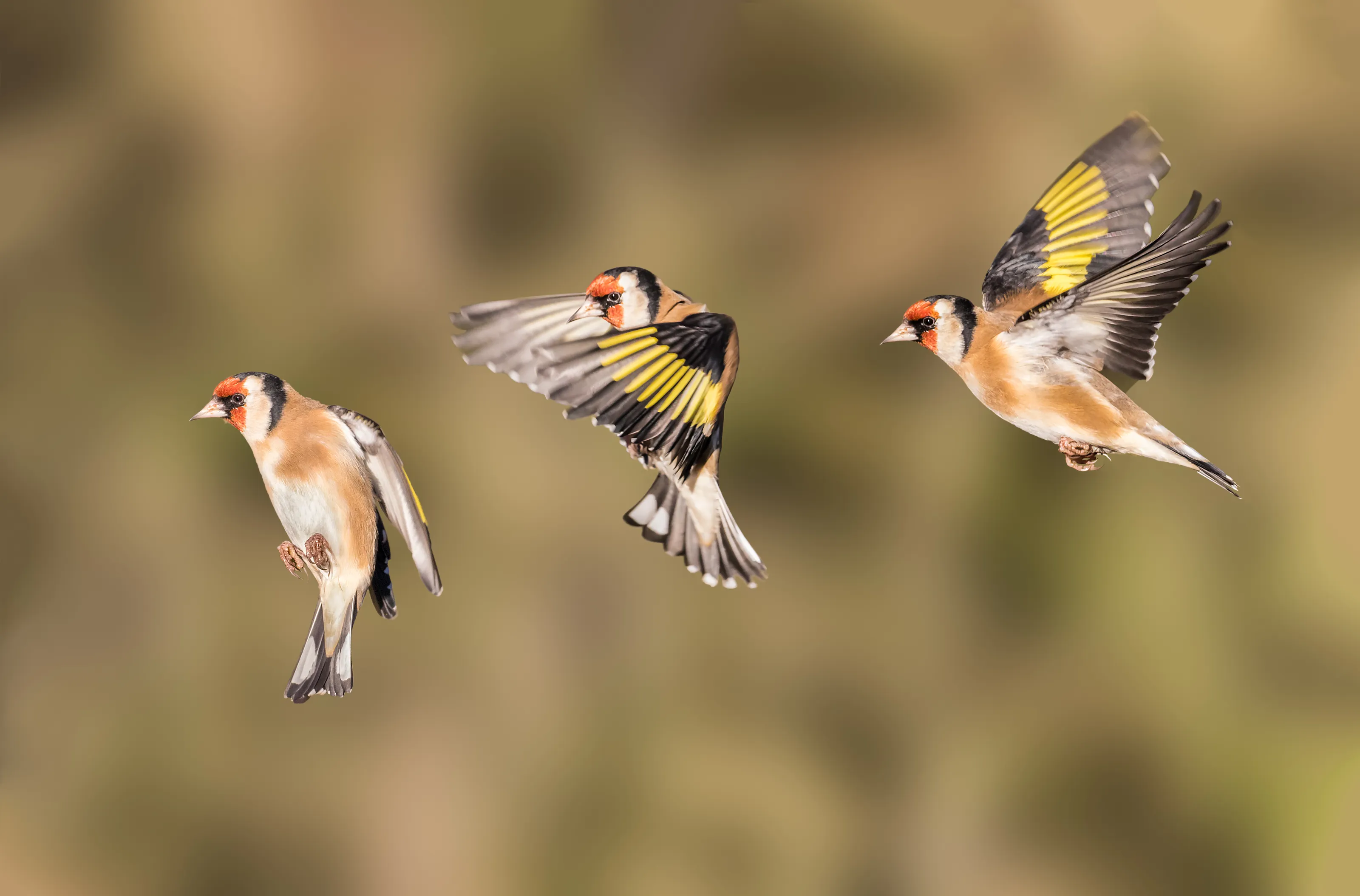 22 Tips for Photographing Birds in Flight