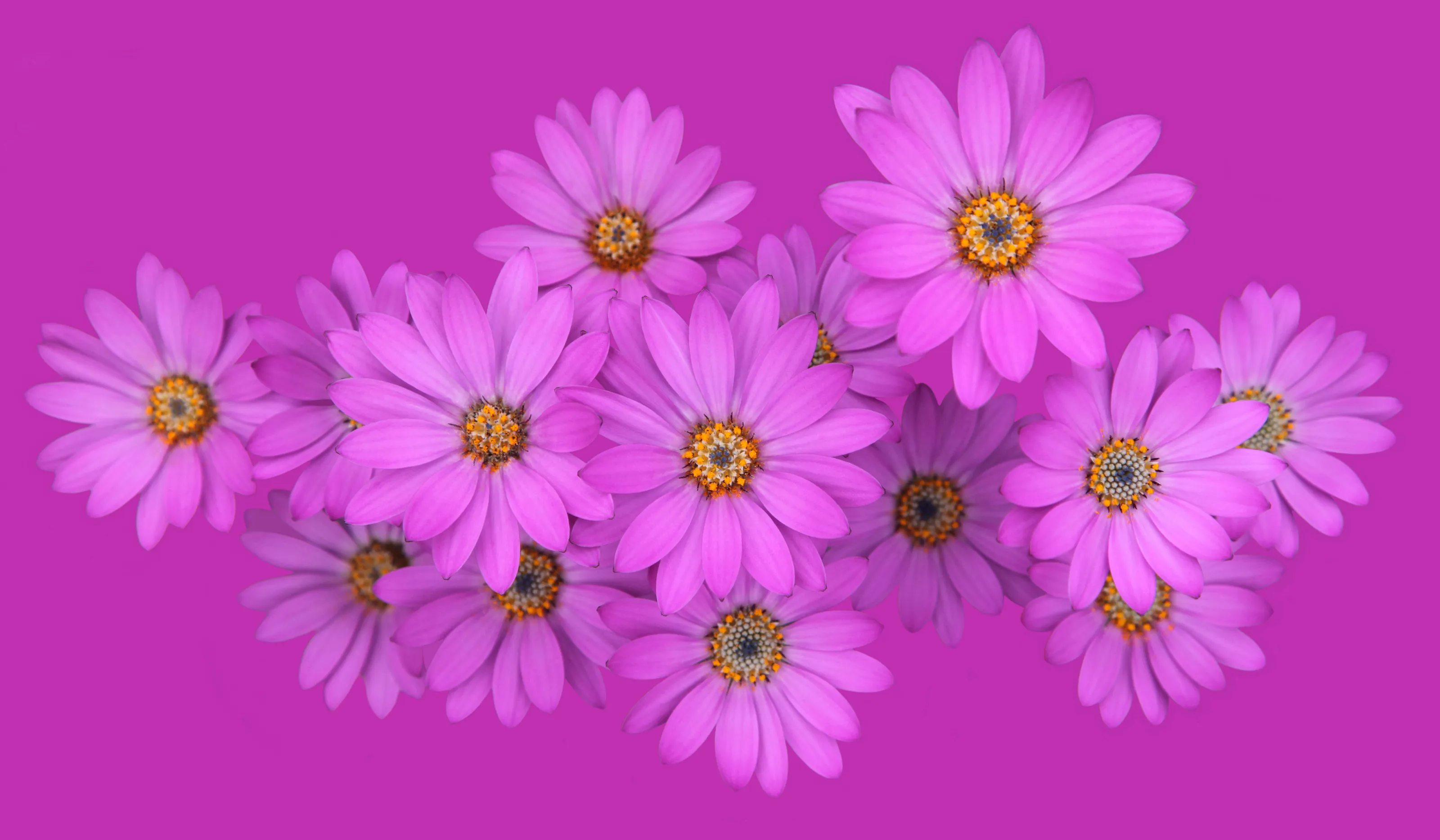 10 Tips for Improving Your Flower Photography