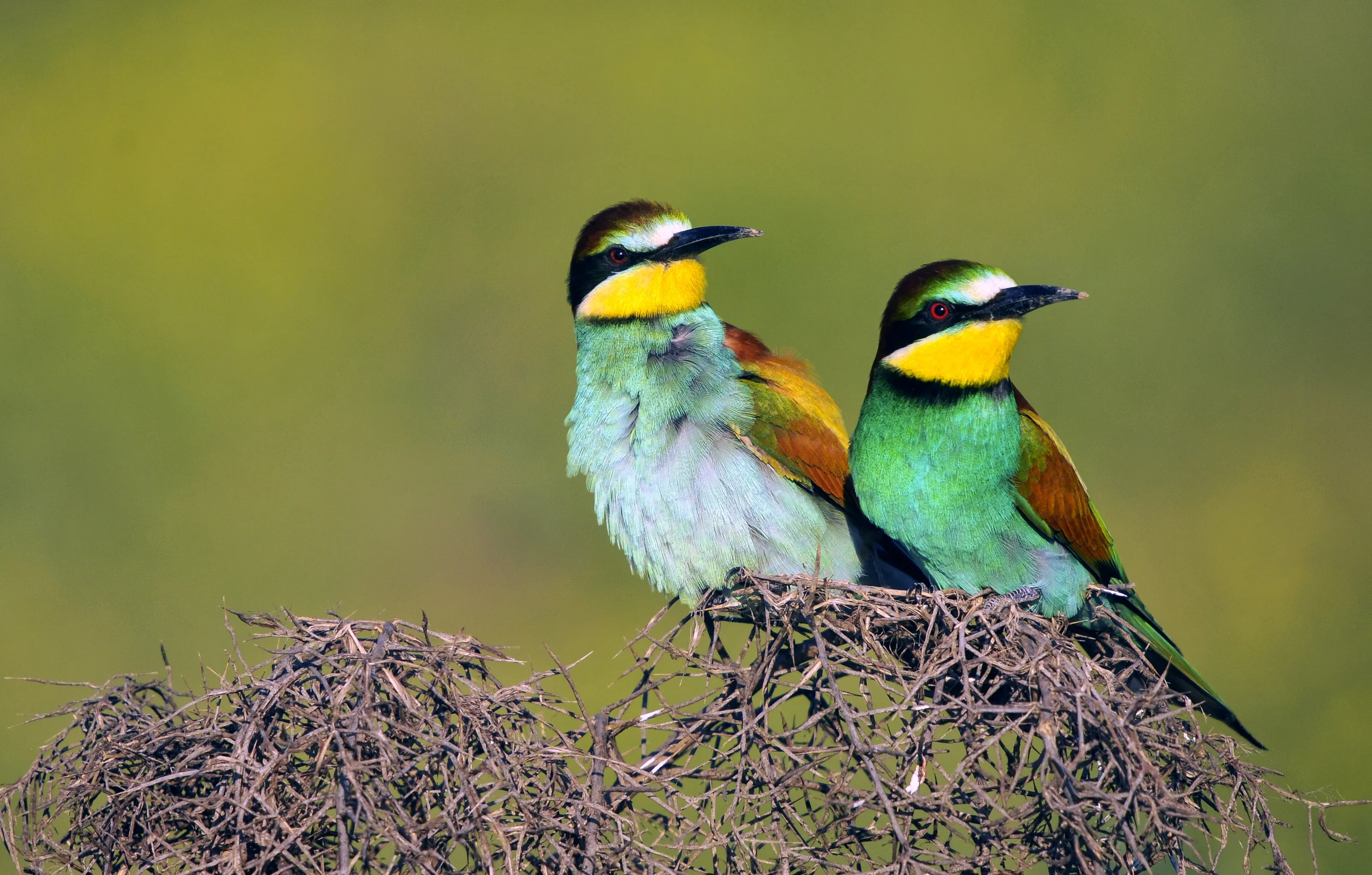 Bee-eater