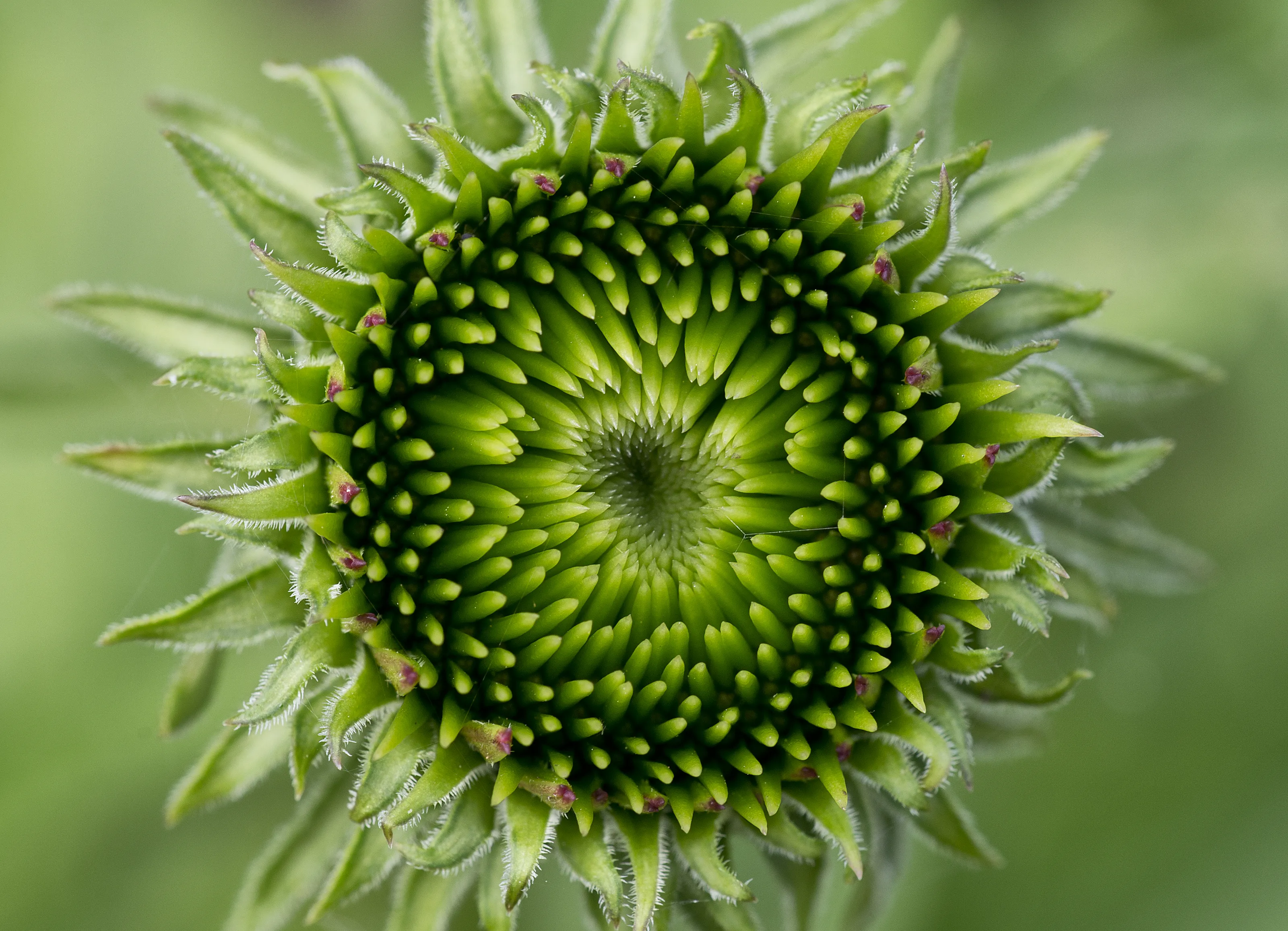 Pack Your Bag – the best camera, lenses and accessories for macro photography