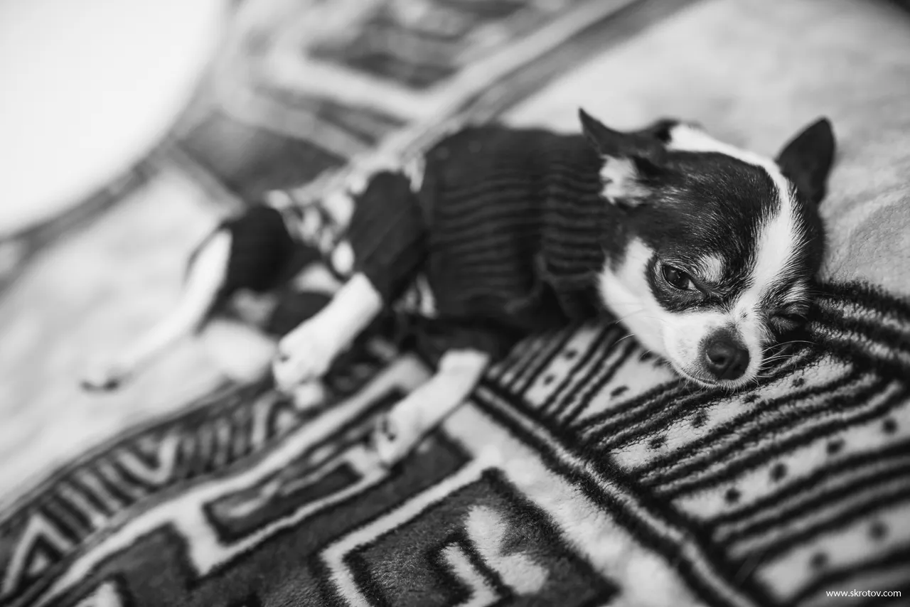 17 Examples of the Best Pet Portraits