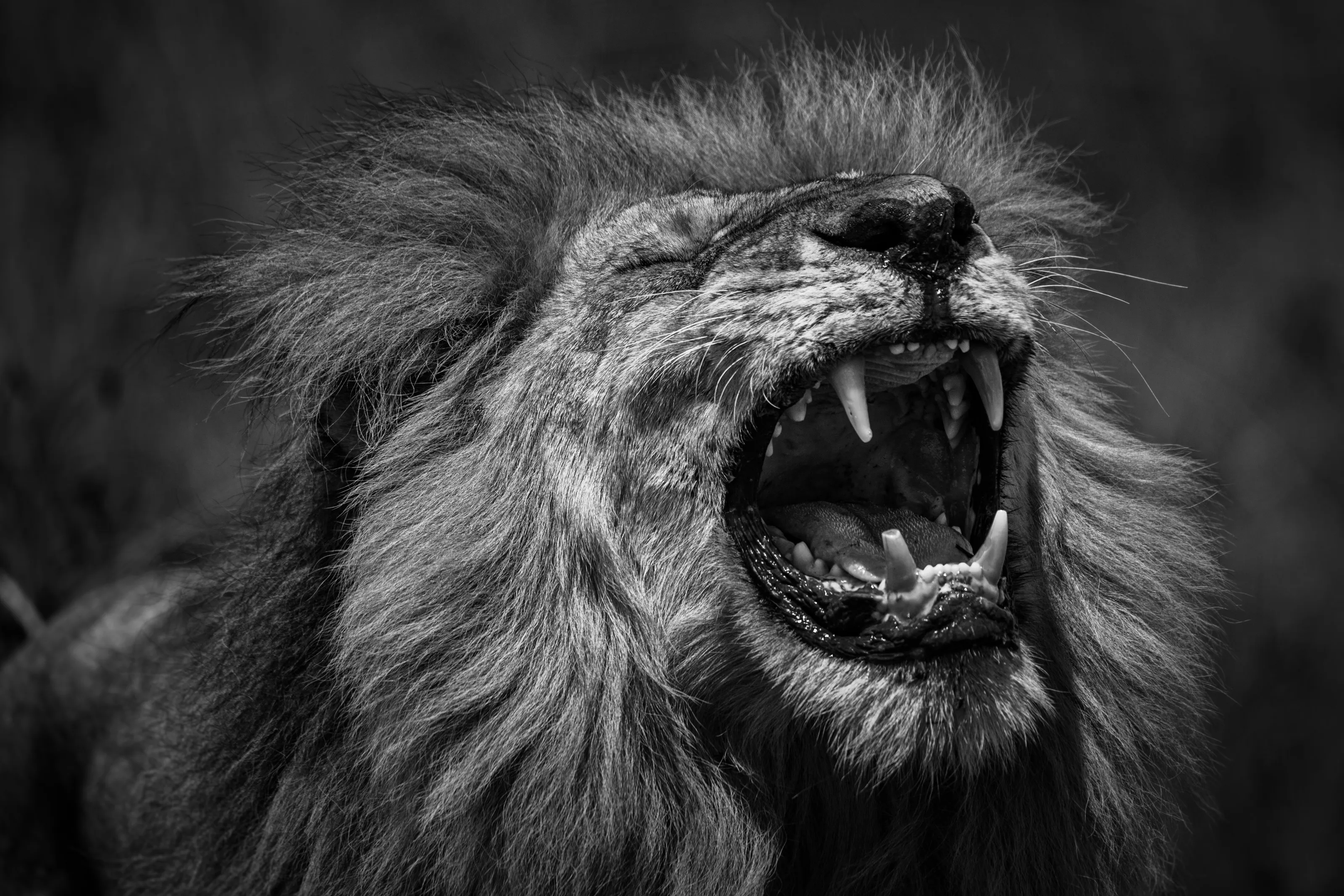 Out of Africa – 3 Photographers on their Best Safari Photography