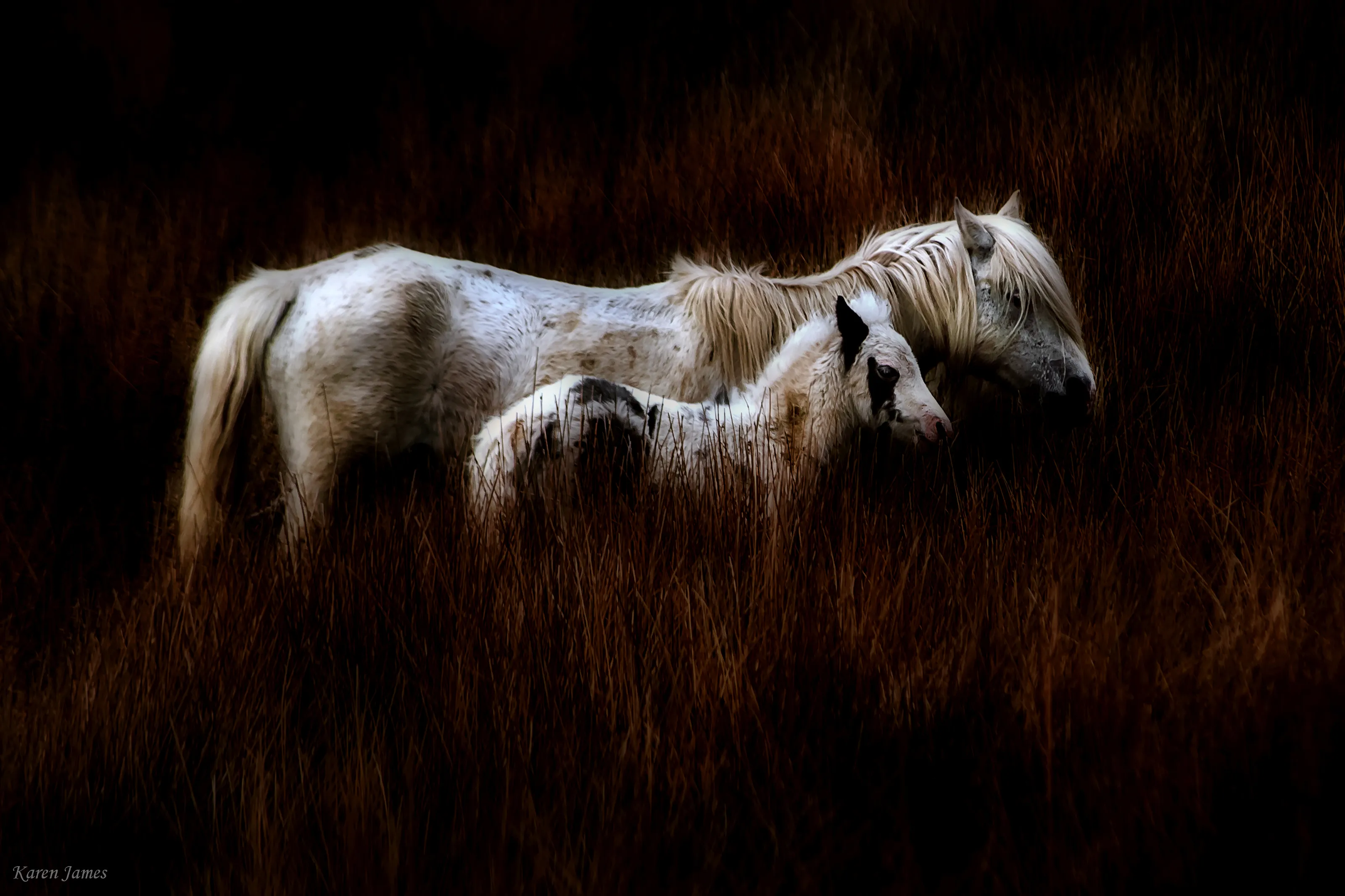 17 of the Best Examples of Horse Photography