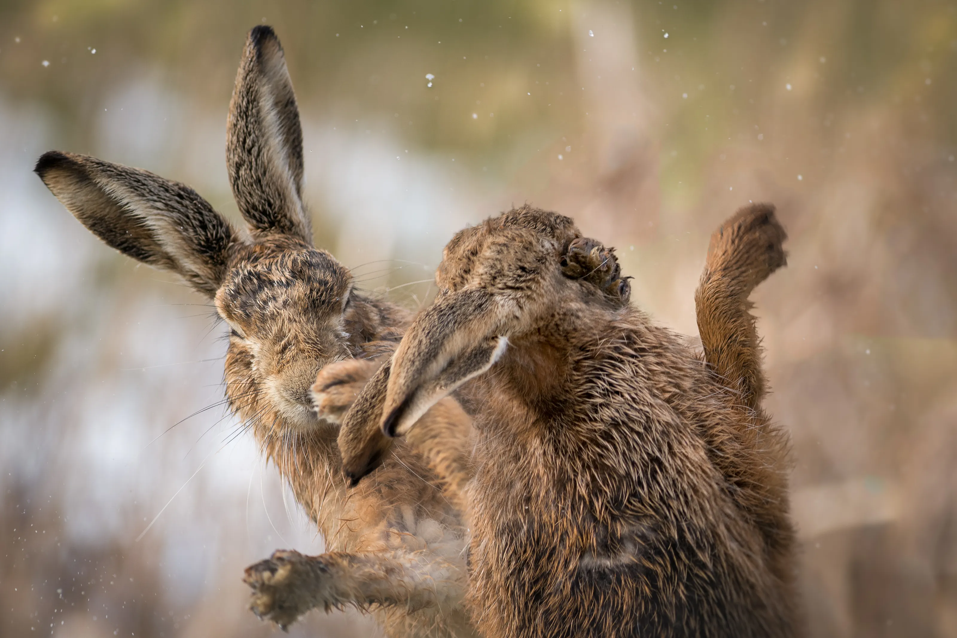 The Joys of British Wildlife