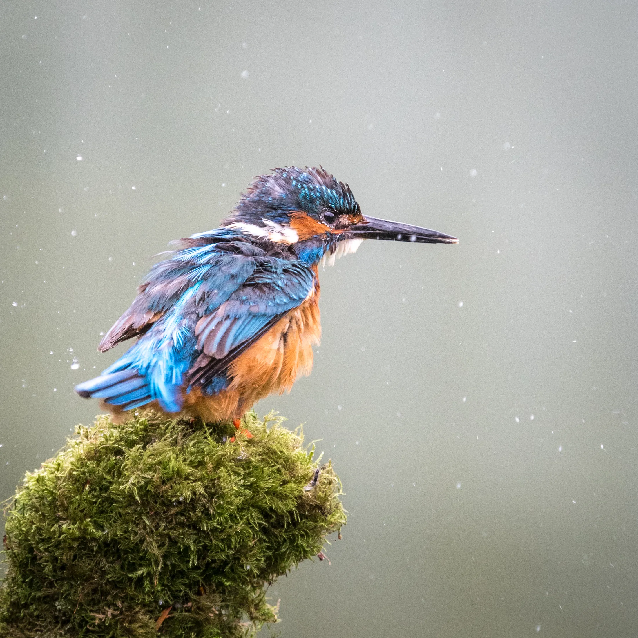 1704