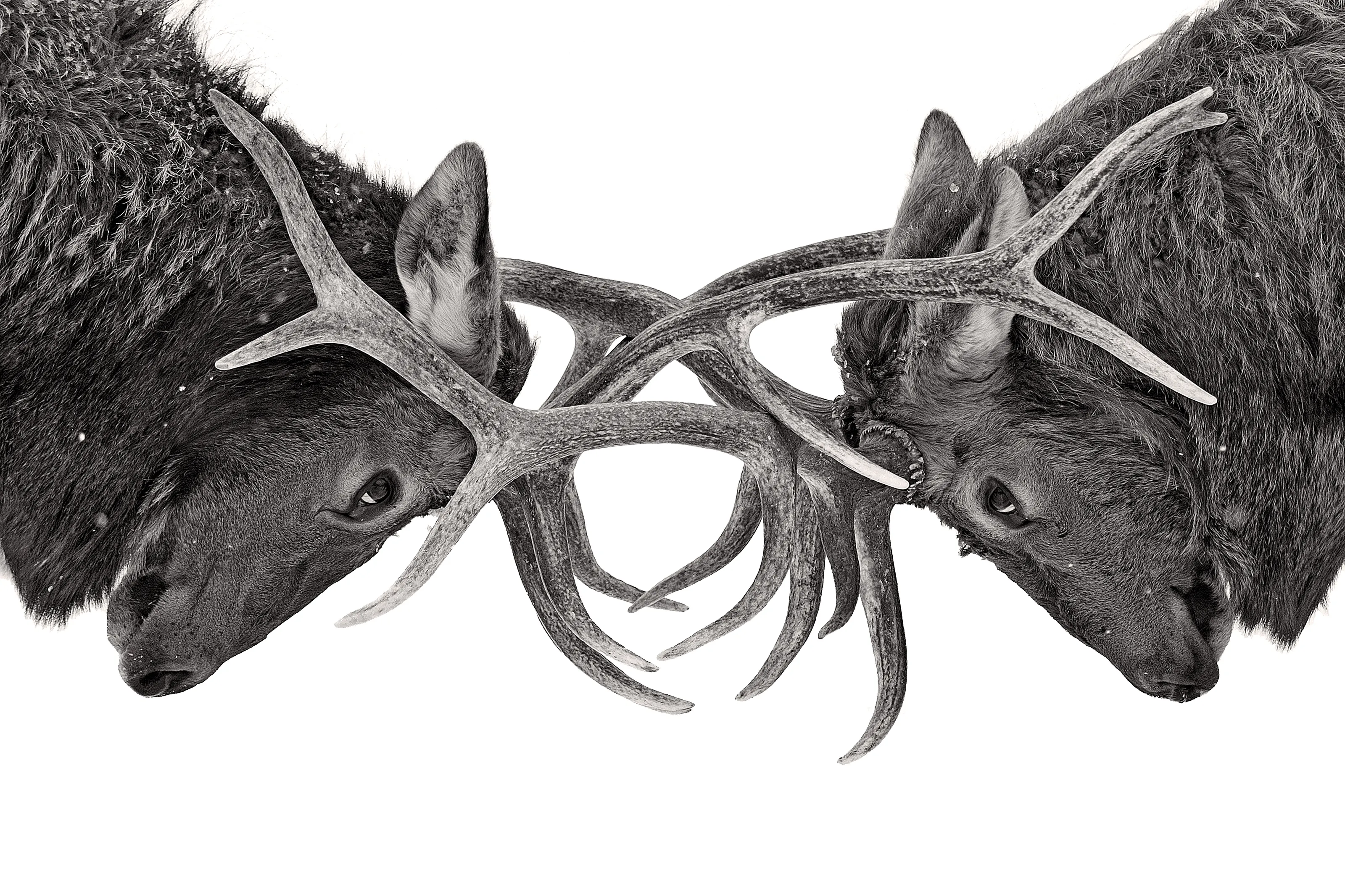 How to Photograph Stags and Deer