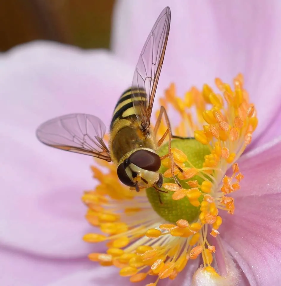 hover fly