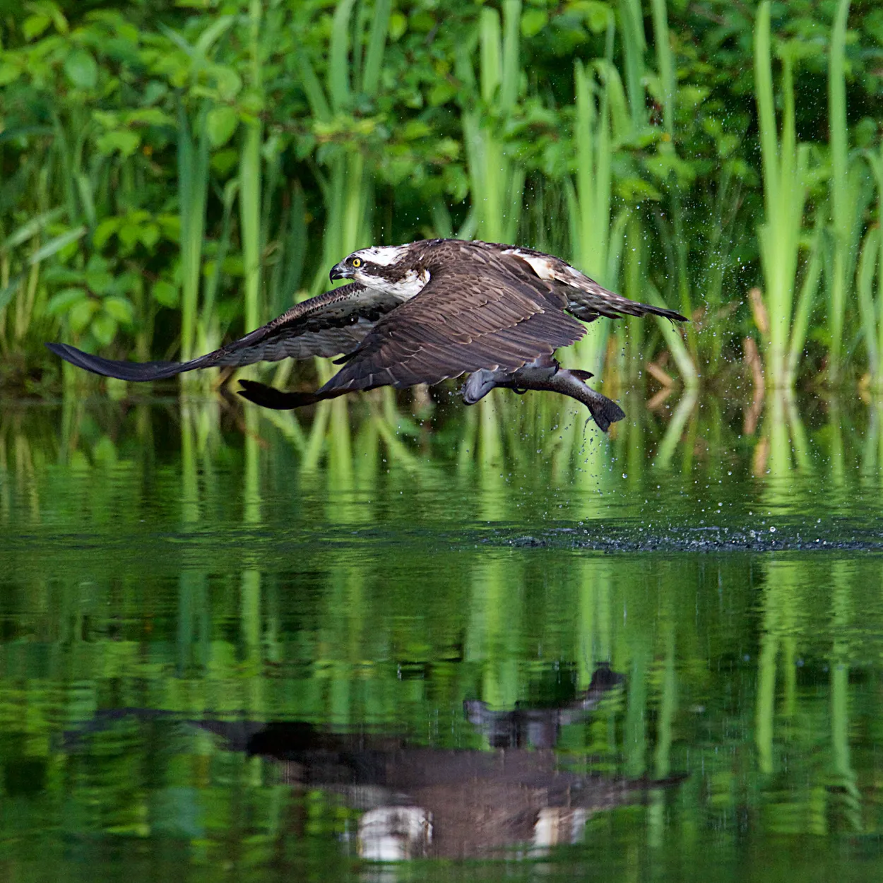 Entry 103431