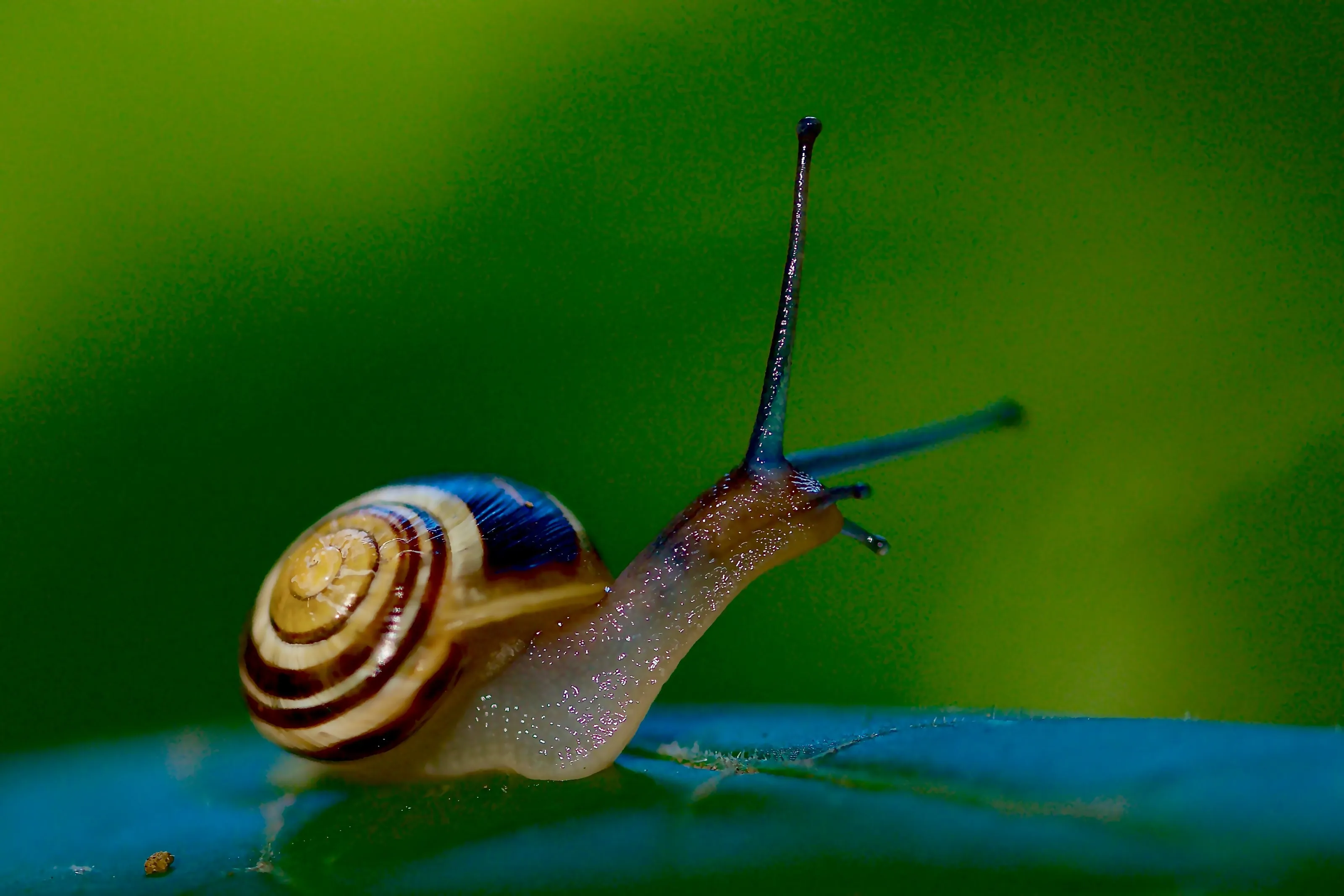 Snail