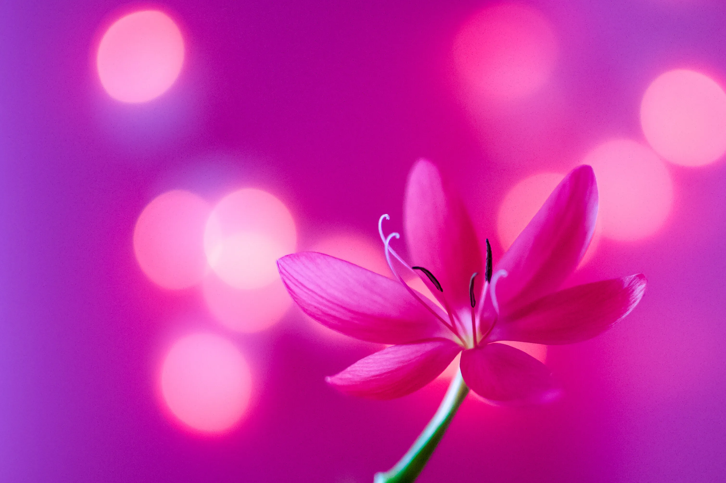 Pretty In Pink