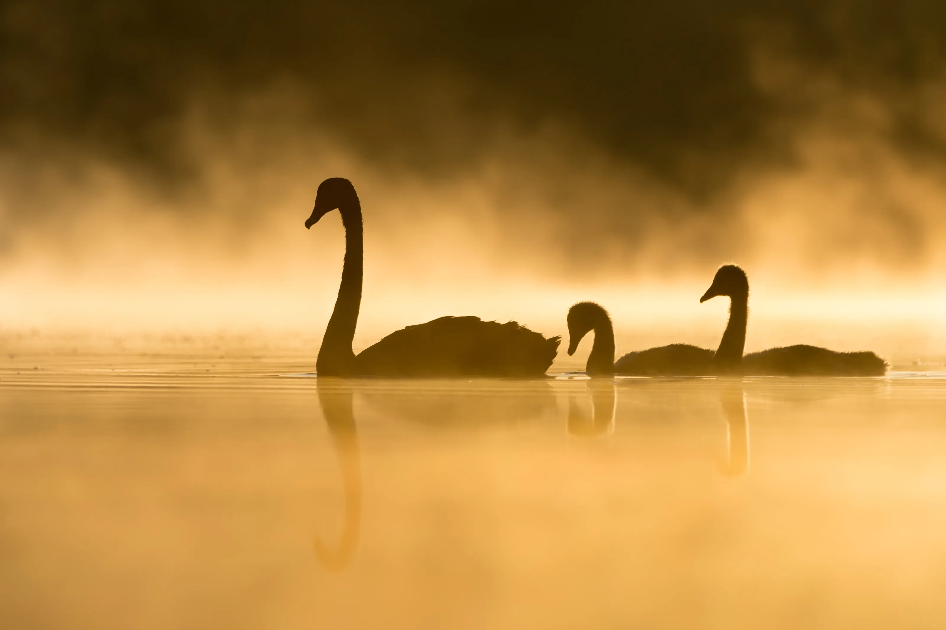 Black Swans at dawn.