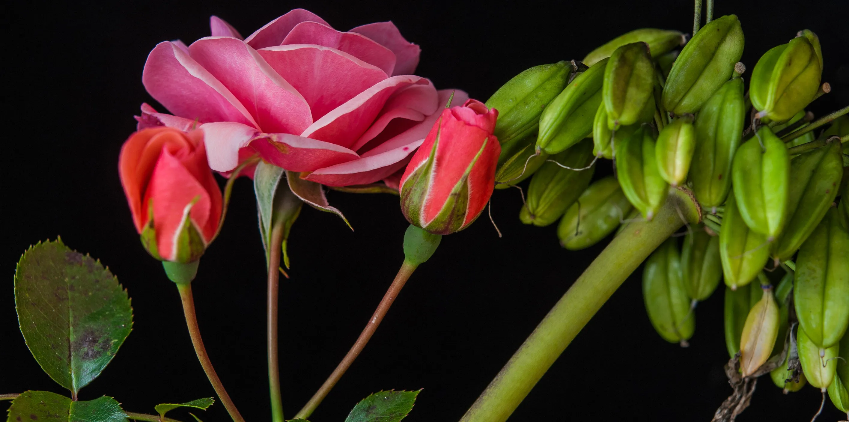 Rose and Seeds