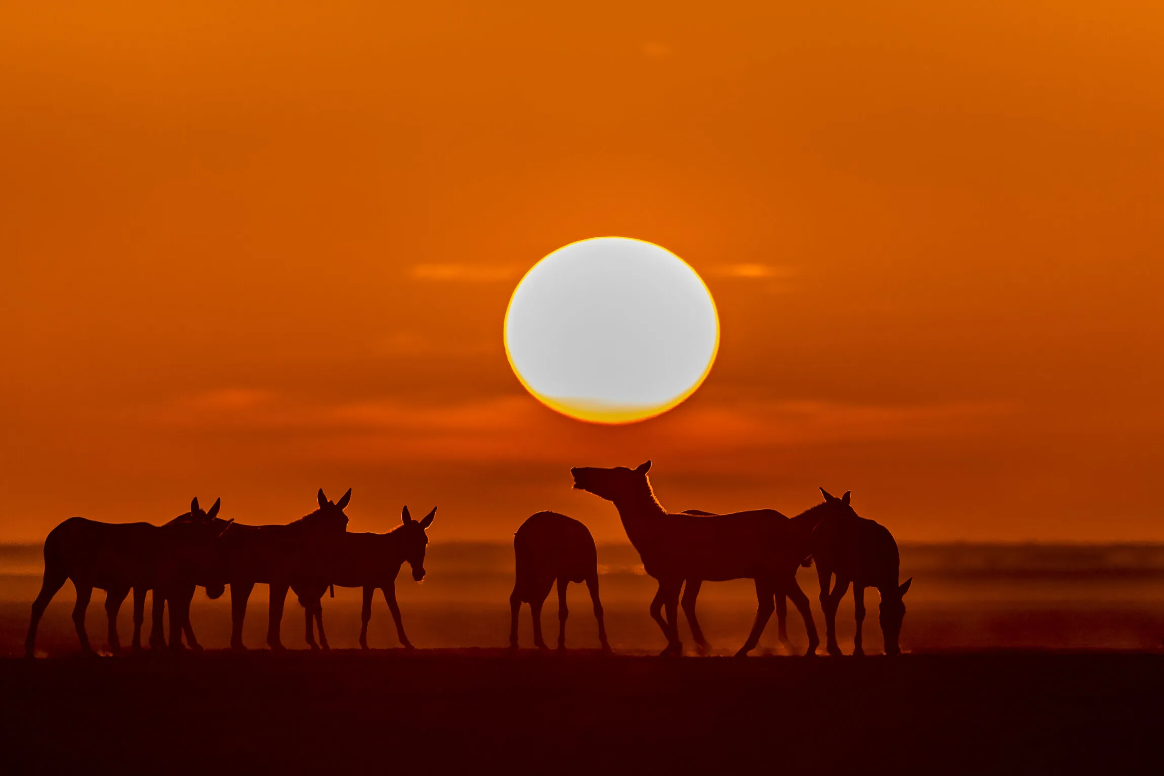 Sunset and Wild assses