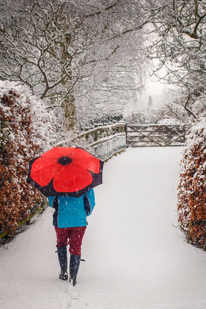 poppy in the snow