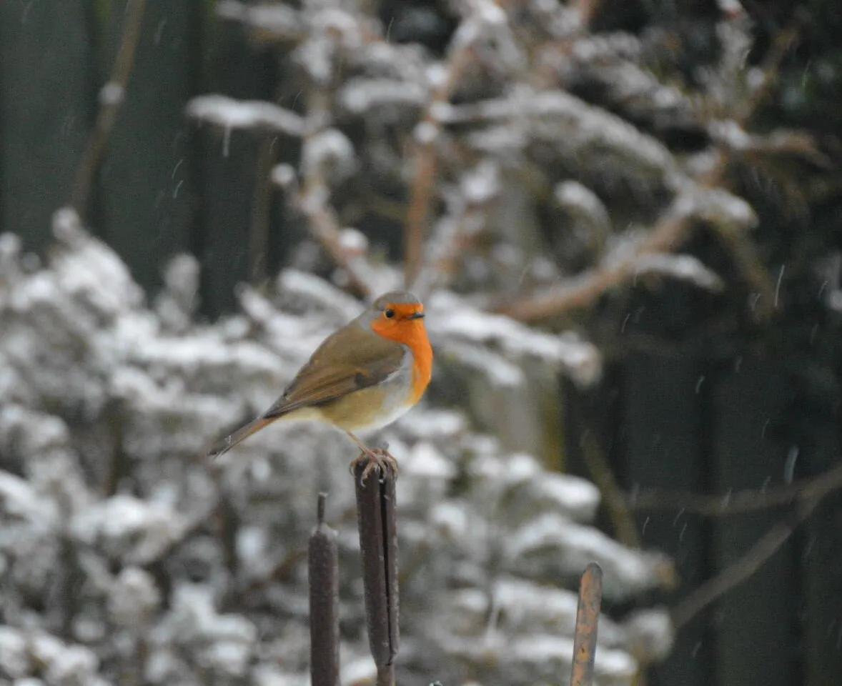 winter robin