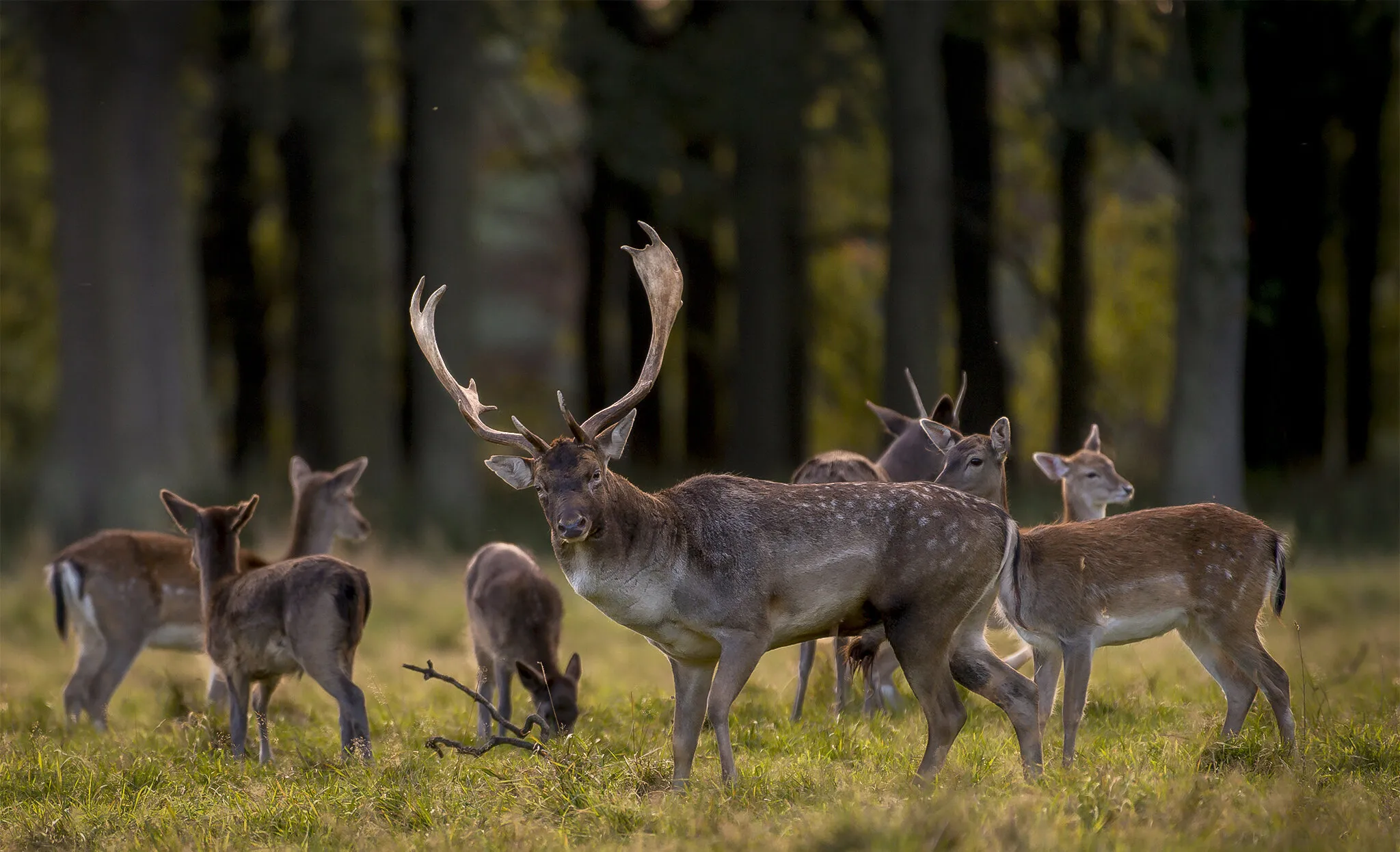 Deer family