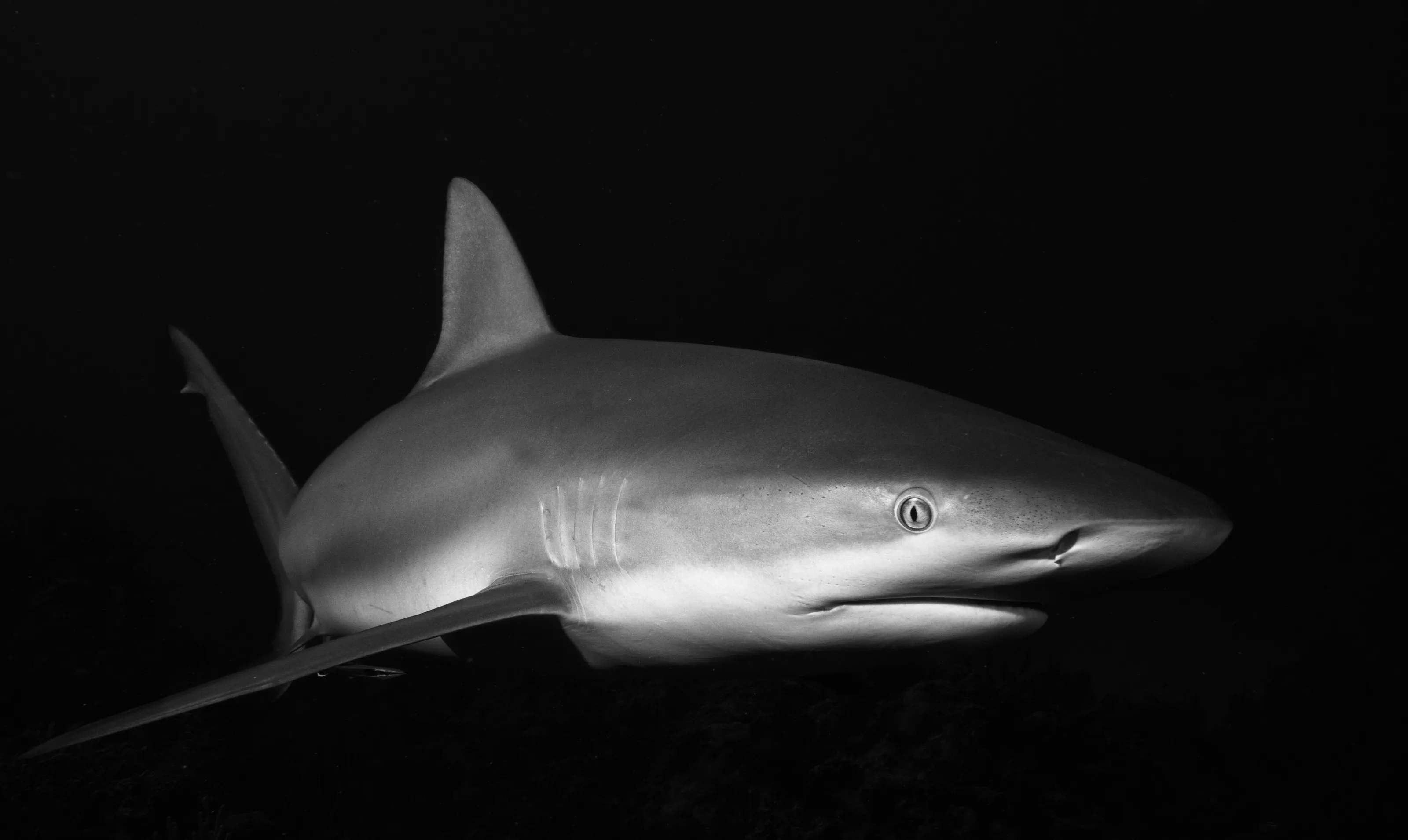 Caribbean Reef Shark