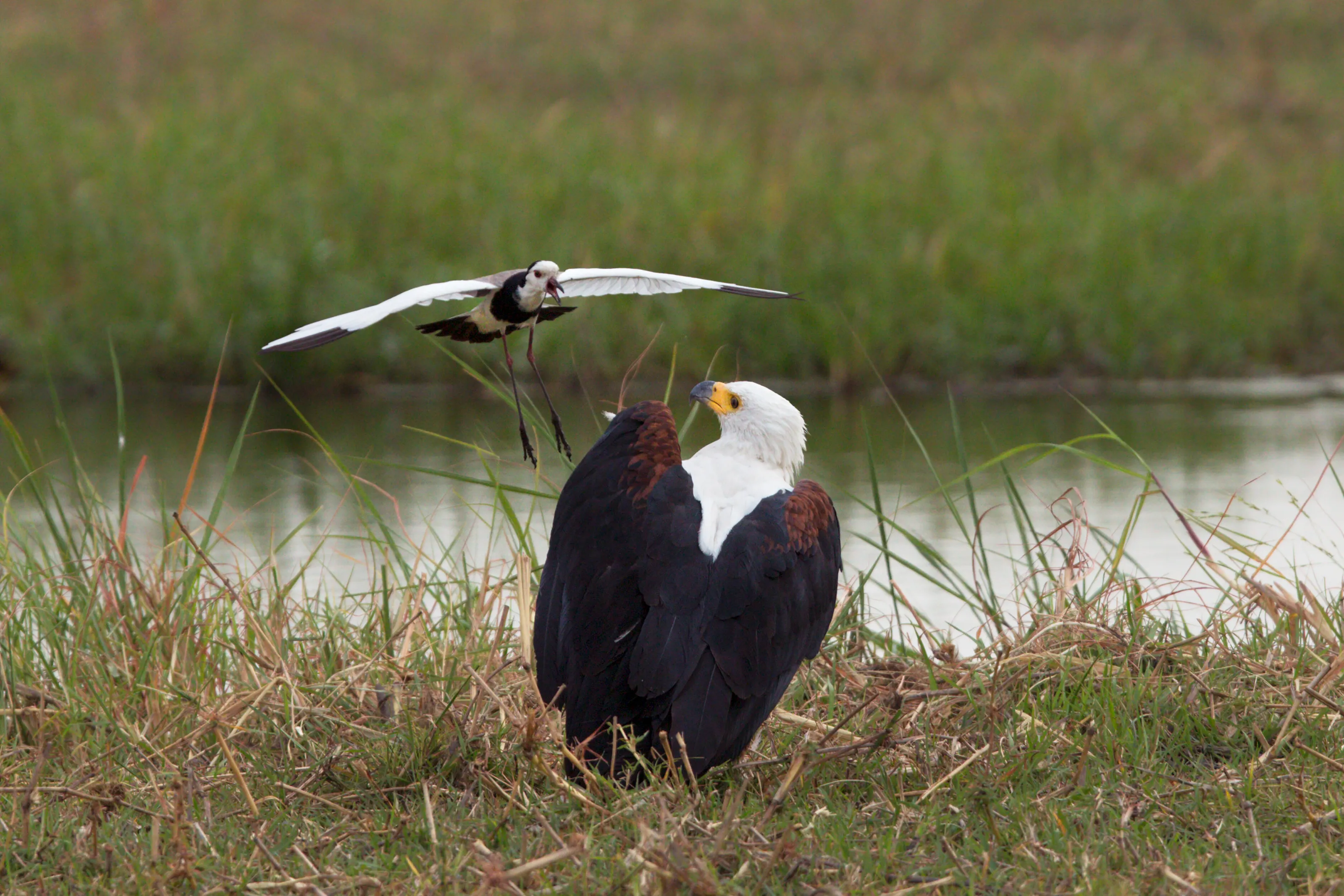 Long Toed Lapwing mobbing an African Fish Eagle