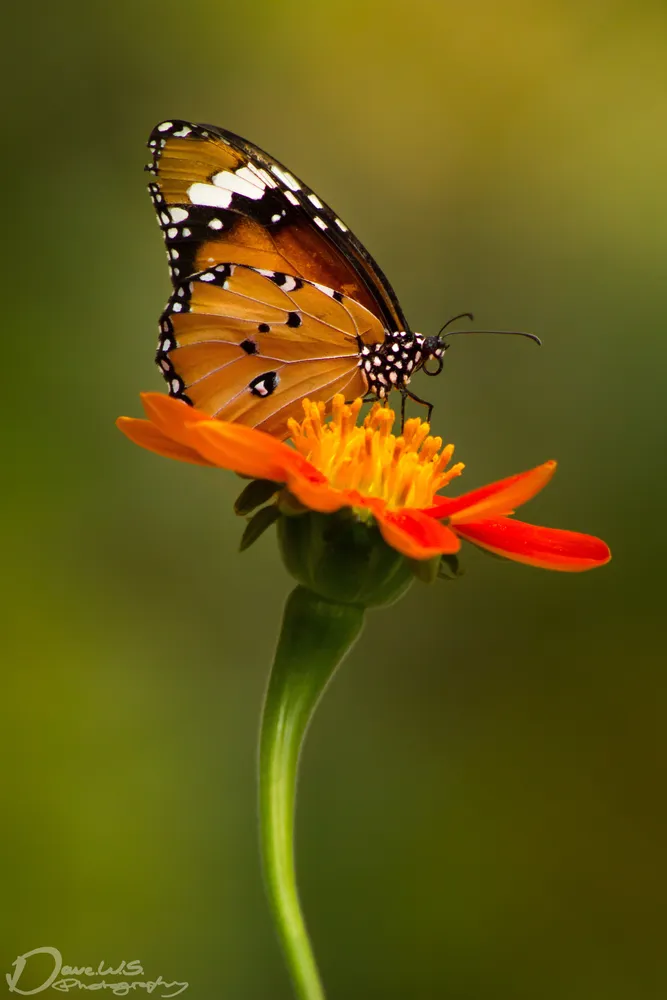 Spring Butterfly