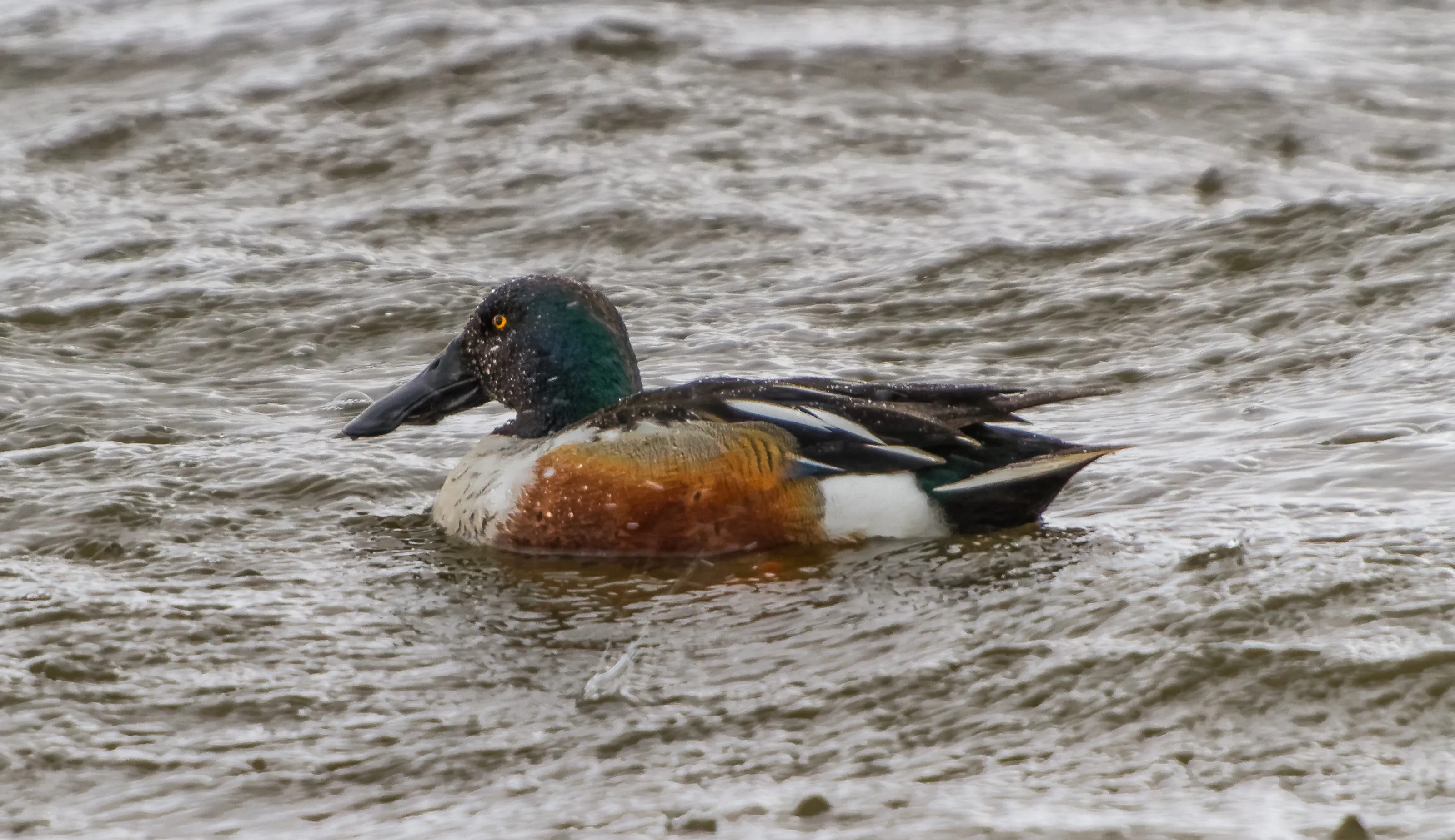 Shoveler_Lincolnshire