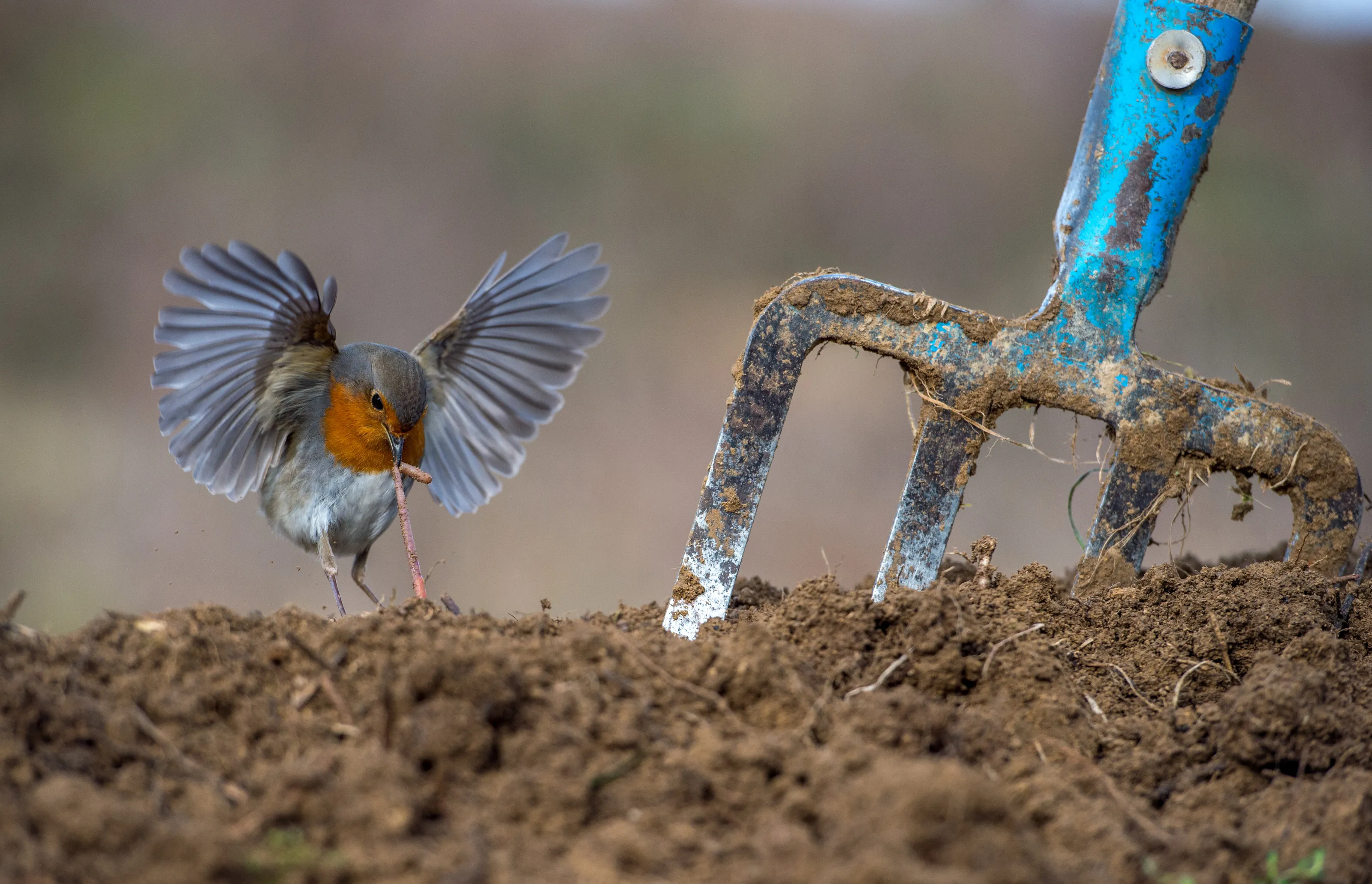 Robin’s snatch